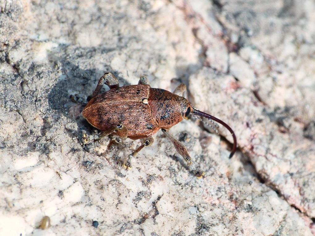 Curculio glandium